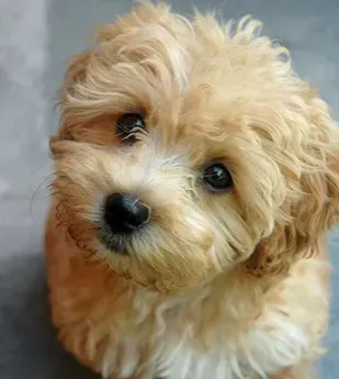 什么小型犬最聪明 泰迪是最聪明的小型犬 | 泰迪