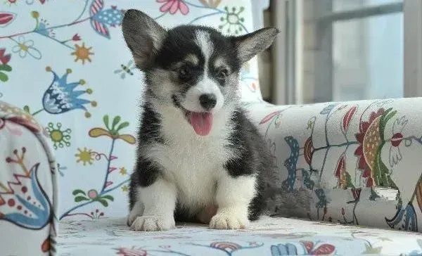 柯基犬|我家柯基犬患上皮肤病，有红点很痒 求治疗