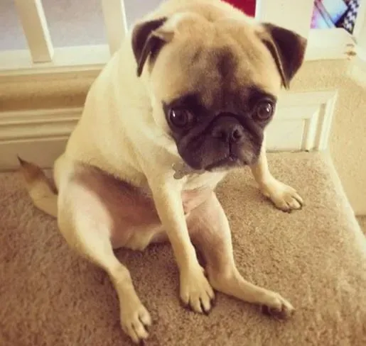 巴哥犬|家里木地板是否适合养巴哥犬