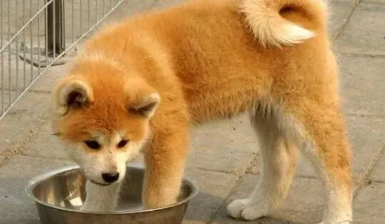 秋田犬|秋田犬刚断奶如何给它自制狗粮
