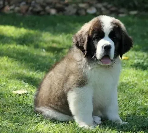 圣伯纳犬|解决圣伯纳犬消化不良的良策
