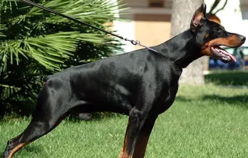 杜宾犬的颜色 了解杜宾的身材特征 | 杜宾犬