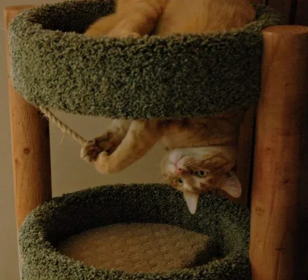 用一张照片形容你的猫 会是哪张代表照呢?