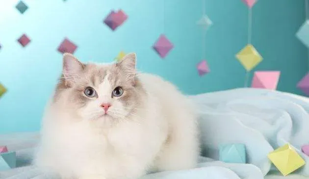 布偶猫失格标准 布偶猫原来这么多“选美”标准 | 布偶猫