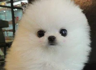 博美犬|面对消化不良、肠炎引起的博美犬拉稀应该怎么办