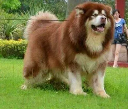 阿拉斯加犬|阿拉斯加雪橇犬在成长初期的护理技巧