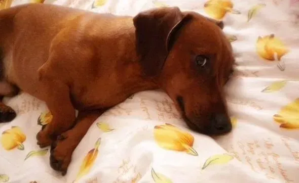 腊肠犬|室内与室外分别喂养腊肠犬须注意哪些要点