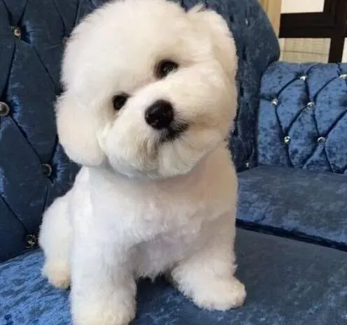 比熊犬|比熊犬洗澡后没精神，眼睛流脓发炎了吗