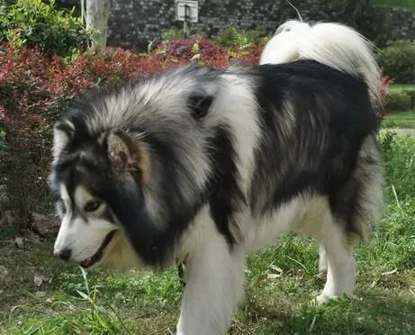 阿拉斯加雪橇犬战斗力 阿拉斯加是大型犬 | 阿拉斯加雪橇犬