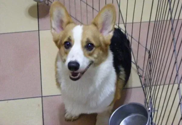 柯基犬|柯基犬得了忧郁症怎么治愈呢