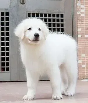 大白熊犬|家中有客人 如何让大白熊犬停止吠叫