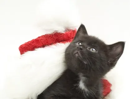 猫能吃生鸡蛋吗 蛋清是不易消化的 | 猫