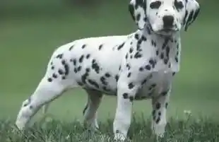 斑点狗|两个月的斑点狗吃什么吐什么，怎么办