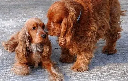 可卡犬|基本护理学 高温天气照顾可卡犬应注意哪些