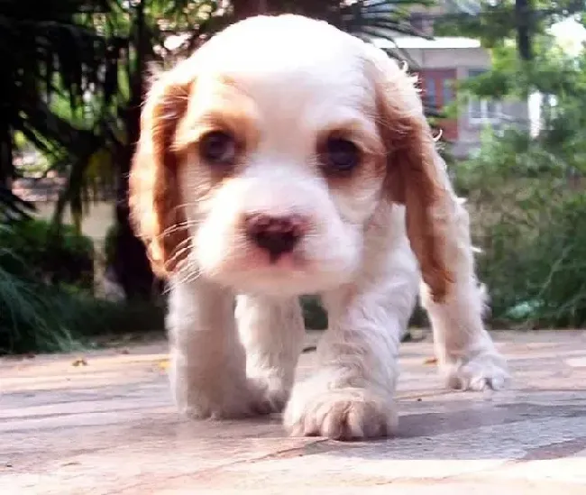 可卡犬|购买可卡犬狗粮时怎样从包装看出质量好坏