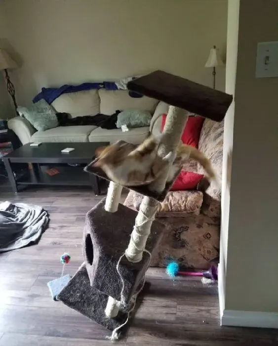 用一张照片形容你的猫 会是哪张代表照呢? | 猫