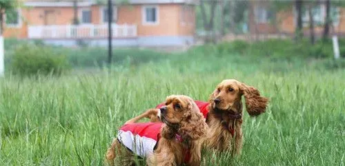 英国可卡犬的饲养 每天为可卡犬梳理毛发 | 英国可卡犬