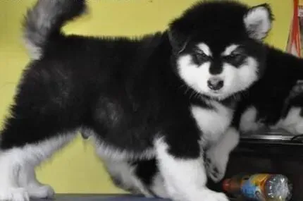 阿拉斯加犬|处于发育期的阿拉斯加犬要如何科学的喂养