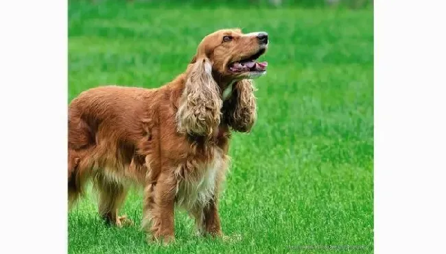 可卡犬|认识犬艾利希体症 让可卡犬远离病菌侵袭