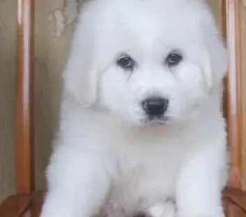 大白熊犬|大白熊犬吃完鸡骨头没精神怎么回事