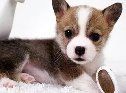 柯基犬|柯基犬两岁了还能补打疫苗吗