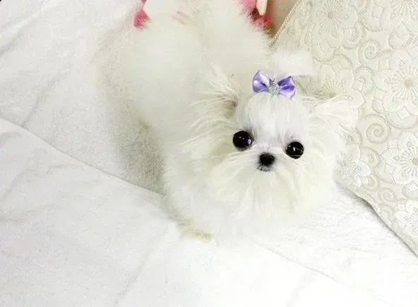 马尔济斯|如何预防和治疗马尔济斯犬的泪痕