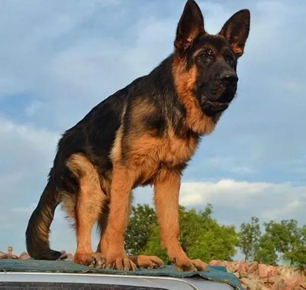 德国牧羊犬|美味菜谱 给德国牧羊犬自制美味佳肴