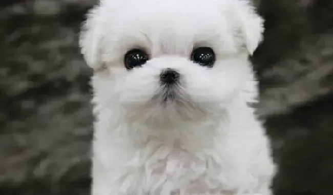 马尔济斯|马尔济斯犬患上细小康复后应如何喂养