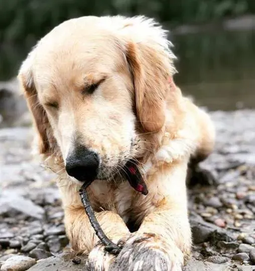 黄金猎犬不喜欢浴室洗澡 却偏好厨房小水槽 | 狗