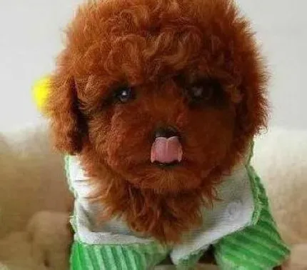贵宾犬|贵宾犬也会出现着急当妈妈的现象吗