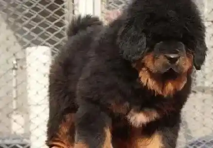 藏獒|藏獒生小狗后没有食欲如何是好