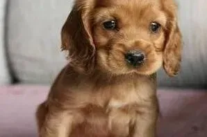 可卡犬|我们家可卡犬拉的便便上有血丝是什么情况
