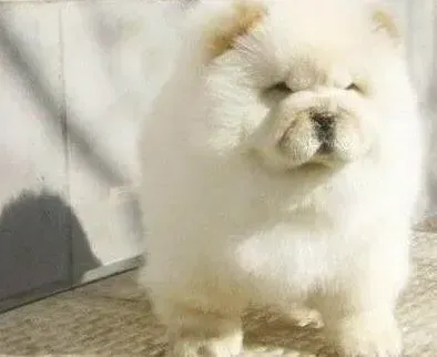 松狮犬|松狮犬后腿站不起来是什么病 怎么治疗