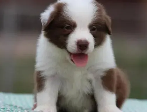 边境牧羊犬|边境牧羊犬拉黑便上面有白色粘液是怎么回事