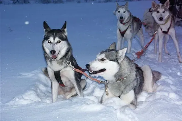 哈士奇幼犬喂养 哈士奇幼犬的饮食管理重要性 | 哈士奇