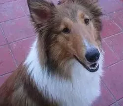 喜乐蒂|喜乐蒂犬有很多坏毛病，如何调整过来