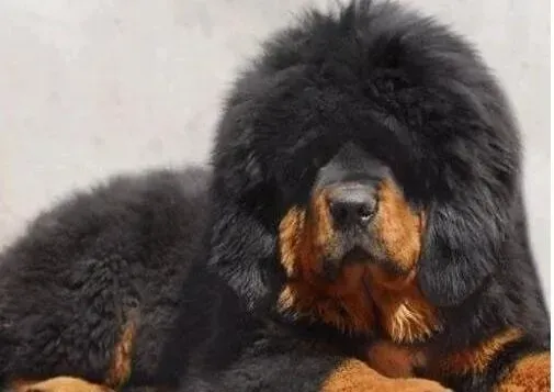 藏獒|五个月大的藏獒需要补充微量元素和吃钙片么