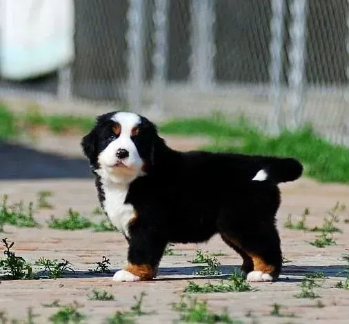 伯恩山犬|伯恩山犬身上出现皮屑是皮肤病吗