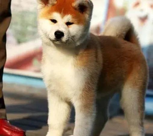 秋田犬|秋田犬皮肤病复发，请问医生能根治吗