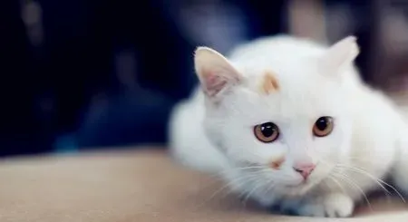 小猫怎么驱虫 注意猫咪驱虫药的用量 | 猫