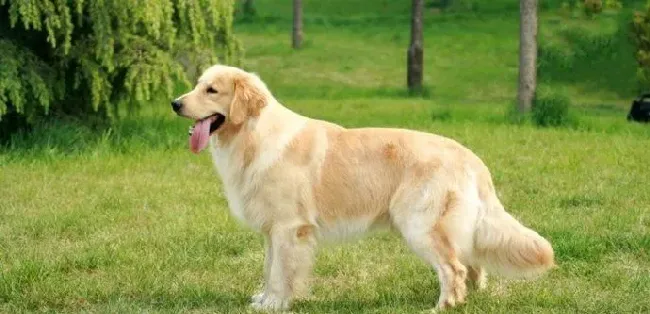金毛寻回犬产地 金毛寻回犬产地在苏格兰 | 金毛