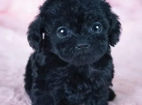 贵宾犬|训练贵宾犬的套路有哪些是你不熟悉的