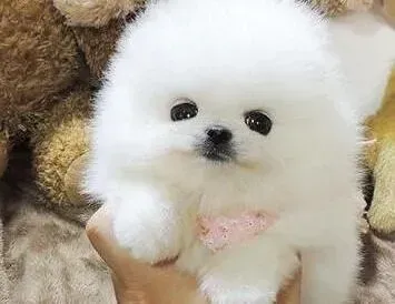 博美犬|怎样给博美犬做好日常生活中的耳目检查工作