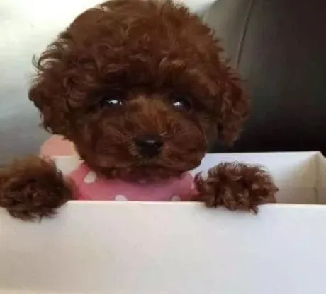 贵宾犬|健康有保证 怎样给贵宾犬幼犬注射疫苗