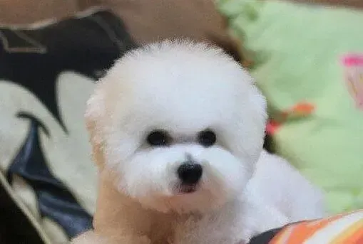 比熊犬|请问比熊犬到底一天吃多少才可以啊