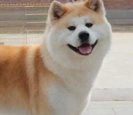 秋田犬|帮助秋田犬正确的助产方法