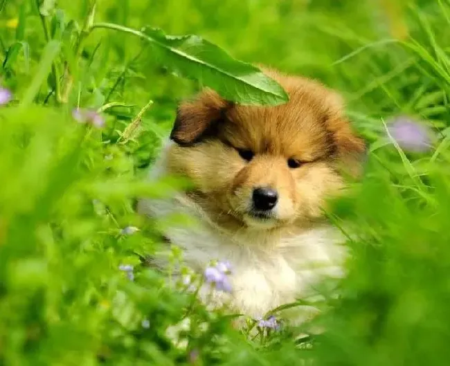 苏格兰牧羊犬|苏格兰牧羊犬禁止吃哪些常见食物