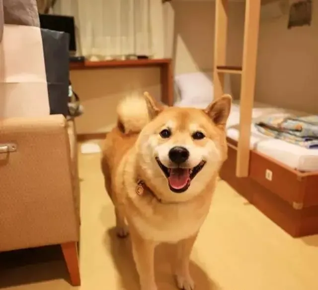 黄柴犬多少钱一只 如何饲养刚买的幼柴 | 柴犬