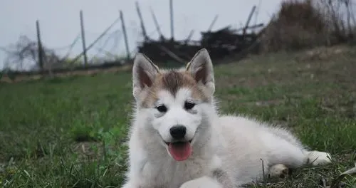 阿拉斯加雪橇犬常见病 用心观察日常变化 | 阿拉斯加雪橇犬