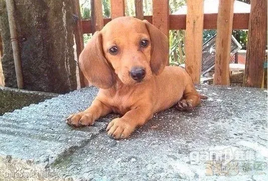 腊肠犬|护理腊肠犬有哪些最关键的方法